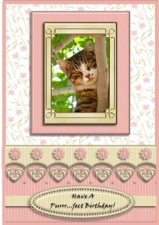 Cats Tags / Note cards by Christine Todd