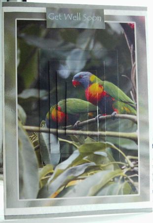 Rainbow Lorikeets from My Garden by Christine Watson