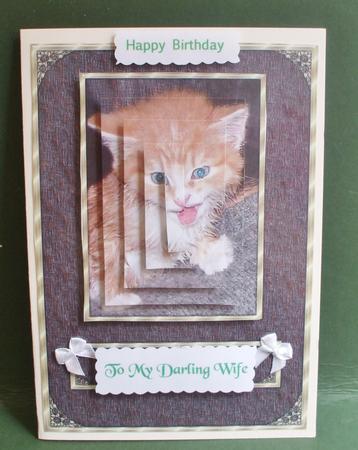 Wet Cat Contest by Christine Young