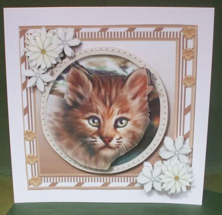 Beautiful Wildcat Kitten  by Christine Young