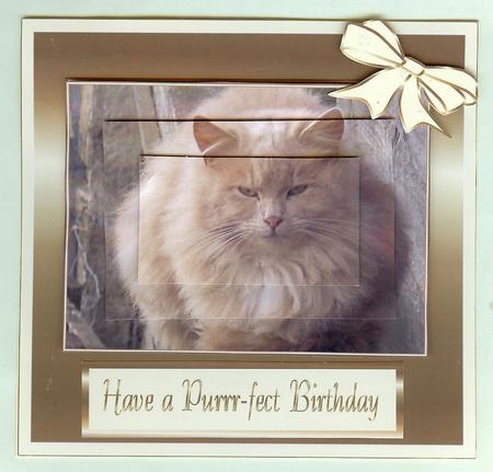 Purrfect Fluffy Cat by Christine Dixon