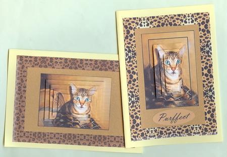 Just Purrfect by Christine Dixon
