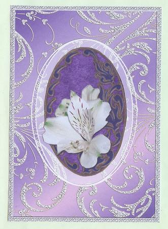 Beautiful Lilies & Butterflies by Christine Dixon
