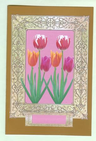 Tulips by Christine Dixon