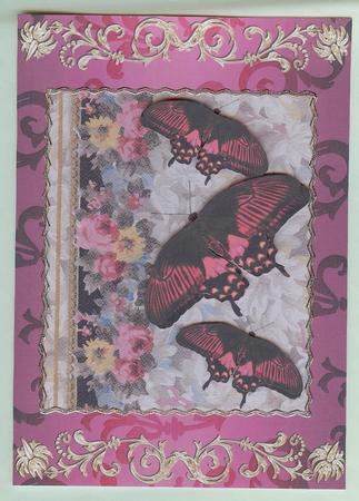 Butterfly Brights by Christine Dixon