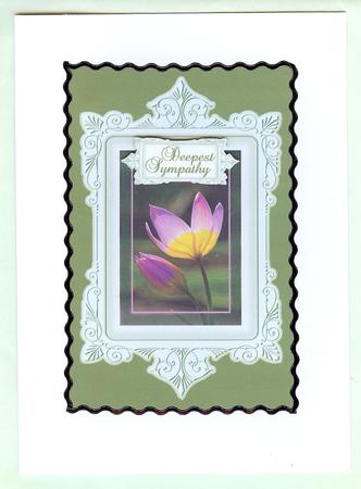 Sunlit Tulip by Christine Dixon