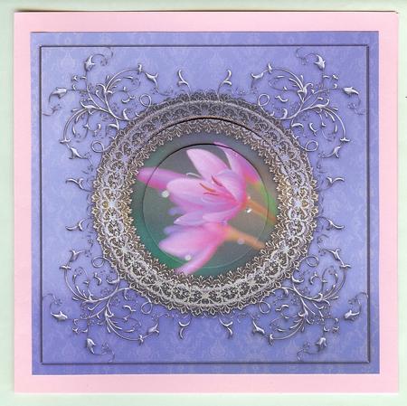 Beautiful Kaffer Lilies by Christine Dixon