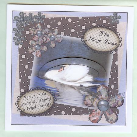 The Mute Swan by Christine Dixon