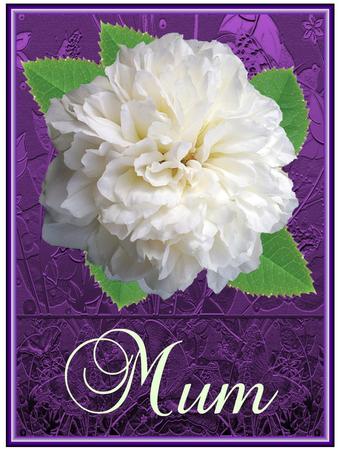 Cut Out White Rose 3 Stage with Leaf by Christine Dixon