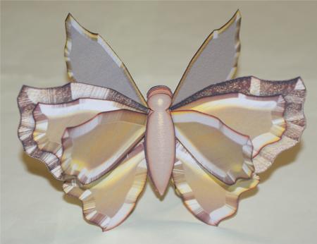 Papillon 8a, Elegant by Christine Dixon