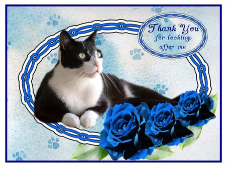 Black and White Cat Designer Resources,300dpi Png by Christine Dixon