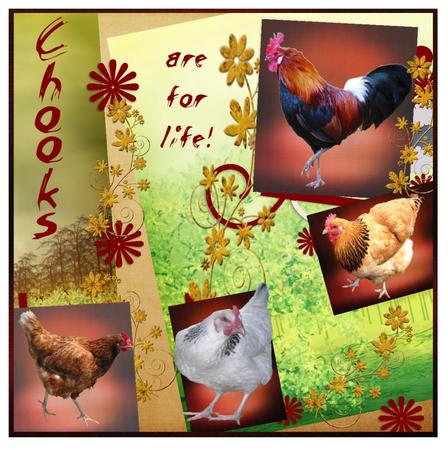Chooks and Rooster& Frame by Christine Dixon