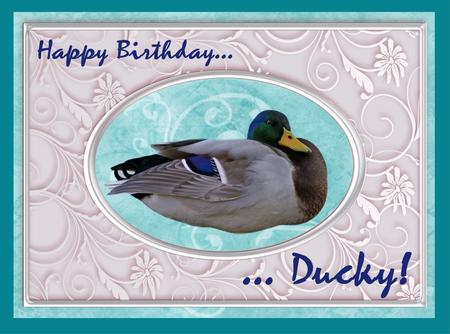 Promo Duck Layered Designer Resource Png by Christine Dixon