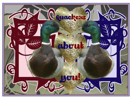 Duck Designer Resource Transparent Back Ground by Christine Dixon