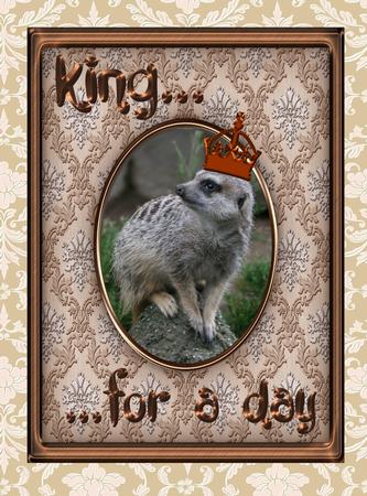 Meerkat by Christine Dixon