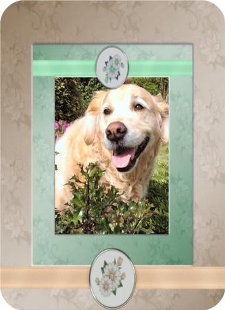 Golden Retriever Peeping Through the Trees by Christine Dixon
