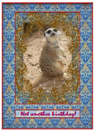 Meerkat Looking by Christine Dixon