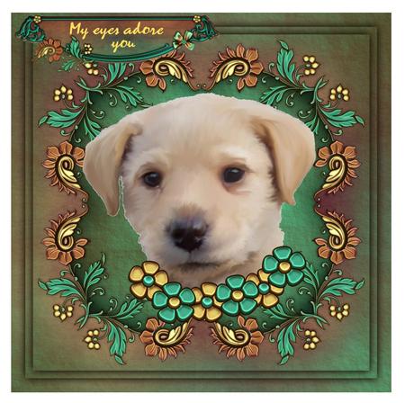 Golden Puppy by Christine Dixon