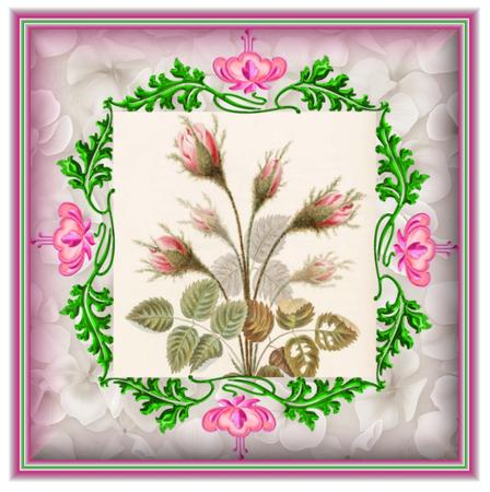 Lotus Frames and Mats by Christine Dixon