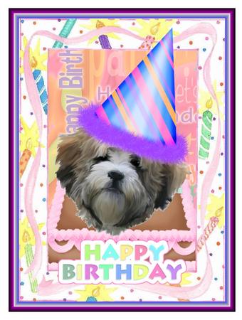 Shichon Face by Christine Dixon