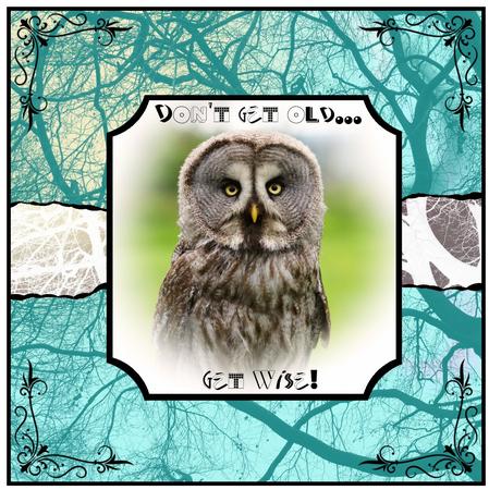 Great Grey Owl Cu4cu by Christine Dixon