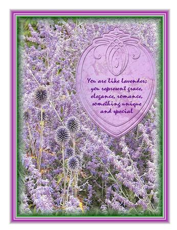 Lavender Background Sheet by Christine Dixon