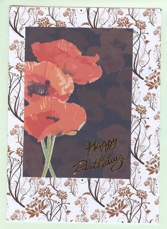 Poppy on Black Backgrounds by Christine Dixon