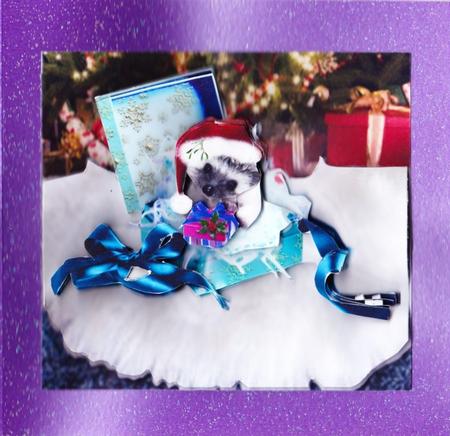 Yule Tide Magic - a Gift from Baby Hedgehog Jed Insert & Tag by Claire James