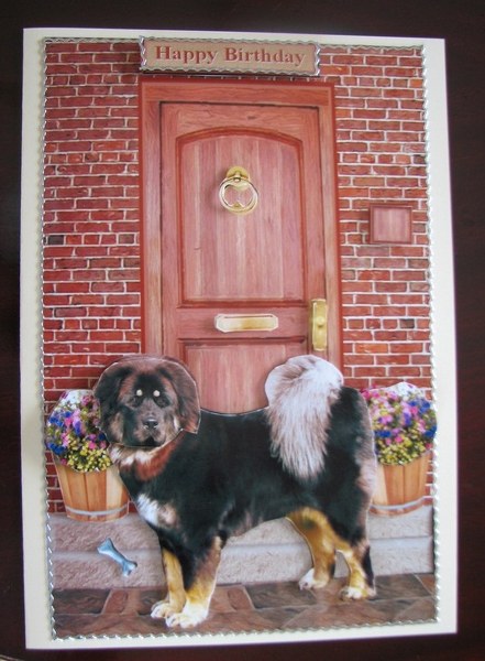 Tibetan Mastiff on a Doorstep by Colleen Willcox