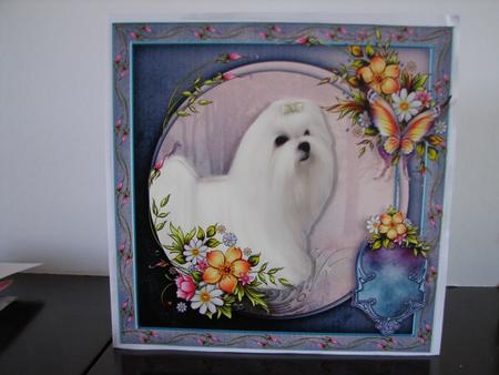 Maltese Beauty by Colleen Willcox