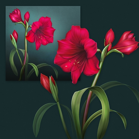 Holiday Amaryllis by Dana Sitarzewski
