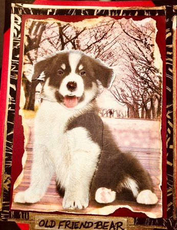 Border Collie Card Front by Darlene Handorff