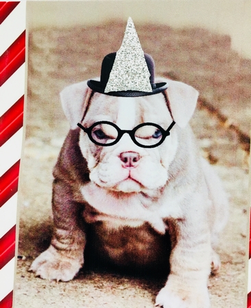 the bulldog wrinkles by Darlene Handorff