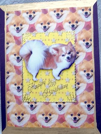 Pomeranian Bauble Background by Darlene Handorff