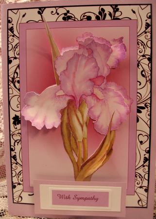 Pink Iris Happy Birthday , Congratulations, with Sympathy,best Wishes,thinking of You , Enjoy Your Retirement,get Well Soon by Darlene Handorff