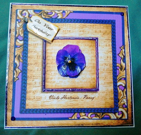 Wonderous Pansy by David Cooke