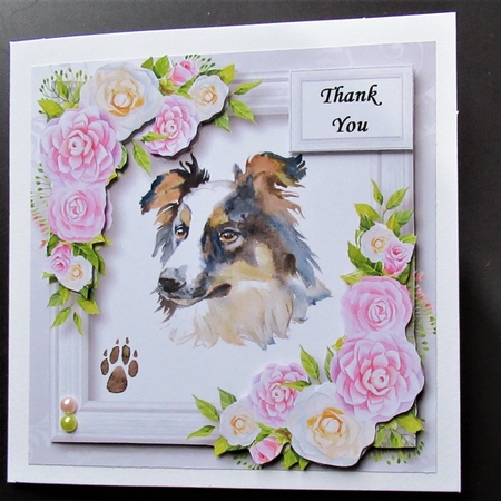 Beautiful Border Collie & Pink Camellias by Davina Rundle