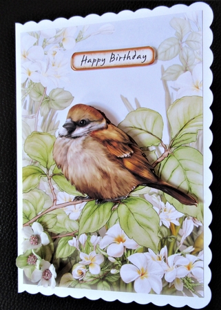 Sparrow by Davina Rundle