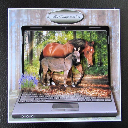 donkey and mare  by Davina Rundle