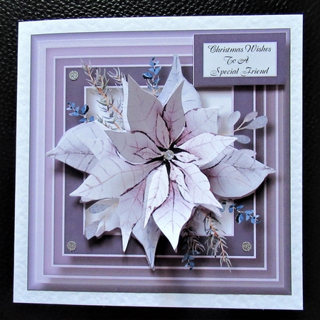 The Pale Lilac Poinsettia by Davina Rundle