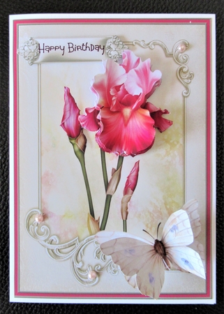 Pink Iris 5x7 by Davina Rundle