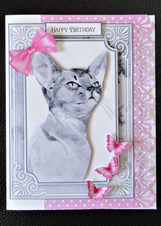 Animal Portrait Bumper Kit 1 by Davina Rundle