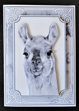 Animal Portrait Bumper Kit 2 by Davina Rundle