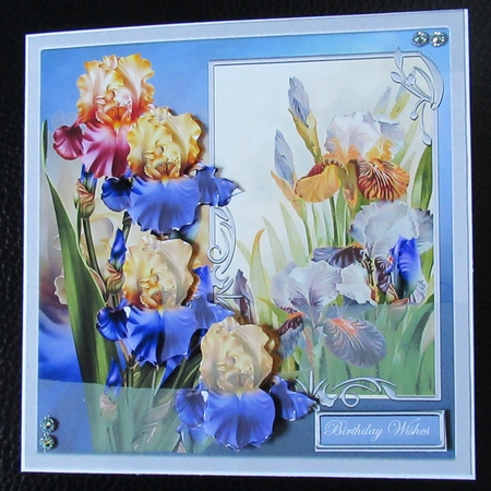 Mixed iris 6x6 by Davina Rundle