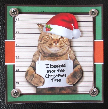 Guilty Christmas Cat by Davina Rundle