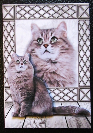Purrrfect Birthday by Davina Rundle