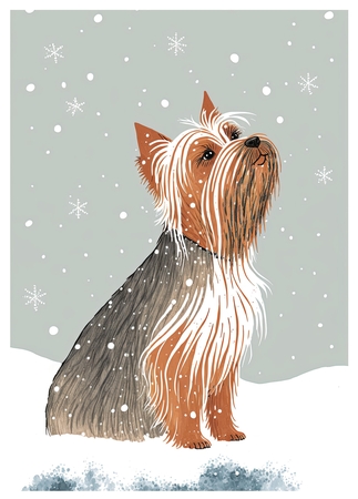 Yorkshire terrier looking up at the snow by Davina Rundle