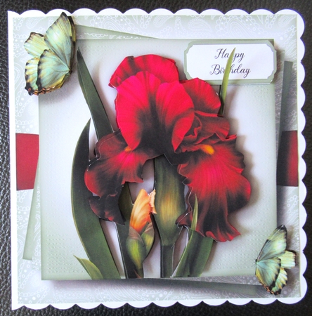 Gorgeous Magenta Iris & Butterflies by Davina Rundle