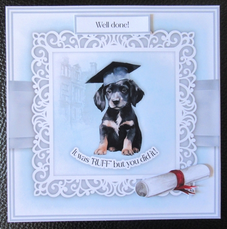 Animals in a Graduation Cap Bumper Set by Davina Rundle
