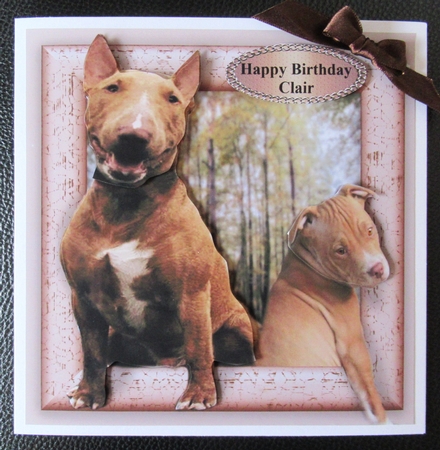 pit bulls by Davina Rundle